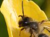 Andrena flavipes